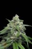 Mickey Kush #1 (4 of 8).jpg