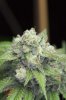 Mickey Kush #1 (5 of 8).jpg