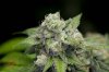 Mickey Kush #1 (6 of 8).jpg