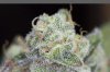 Mickey Kush #1 (7 of 8).jpg