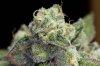 Mickey Kush #1 (8 of 8).jpg Mickey Kush #1 (8 of 8).jpg