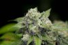Mickey Kush #1 (9 of 3).jpg