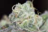Mickey Kush #1 (10 of 3).jpg