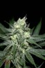 Mickey Kush #1 (10 of 12).jpg Mickey Kush #1 (10 of 12).jpg