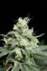 Mickey Kush #1 (12 of 12).jpg