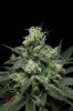Mickey Kush #1 (14 of 12).jpg