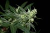 Mickey Kush #1 (16 of 12).jpg Mickey Kush #1 (16 of 12).jpg