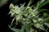 Mickey Kush #1 (18 of 12).jpg Mickey Kush #1 (18 of 12).jpg