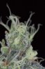 Mickey Kush #1 (19 of 12).jpg Mickey Kush #1 (19 of 12).jpg