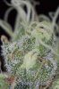 Mickey Kush #1 (20 of 12).jpg Mickey Kush #1 (20 of 12).jpg