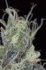 Mickey Kush #1a (20 of 12).jpg
