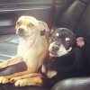 pups1.jpg