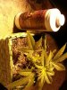 og kuSh.jpg og kuSh.jpg