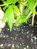 IMG_20130620_221400.jpg