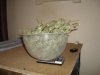 bowl shot.jpg bowl shot.jpg