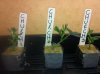 clones1.JPG
