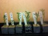 clones2.JPG