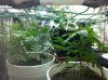 plants1.JPG
