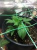 plants2.JPG