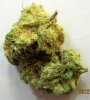 bcbigbud 007.jpg