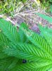 IMG_1532.jpg