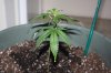 Agent Orange clone.jpg Agent Orange clone.jpg
