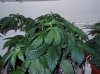 DSCF2710.jpg