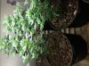 plant C.jpg