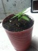 Bud1.jpg