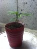 2013 - First Grow 001.jpg