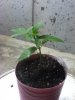 2013 - First Grow 003.jpg