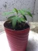 2013 - First Grow 005.jpg