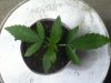 2013 - First Grow 007.jpg