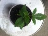 2013 - First Grow 008.jpg