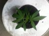 2013 - First Grow 009.jpg