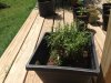 Rosemary.jpg Rosemary.jpg