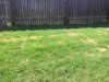 Grass.jpg Grass.jpg