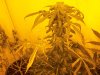 Flowering June 25 002.jpg