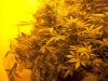 Flowering June 25 003.jpg