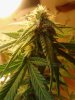 Blue Mammoth. 06-26.jpg