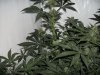Flowering June 26 JA 002.jpg