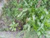 20130626_153548.jpg 20130626_153548.jpg