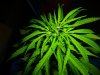 New PS3 & sick weed 015.jpg New PS3 & sick weed 015.jpg