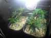SAM_2959.jpg SAM_2959.jpg