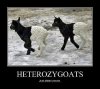 heterozygoats.jpg
