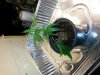 3 days after replanting:purchase.jpg