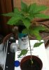 plant.JPG