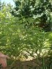 P6280008.jpg