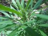June29Bagseed1_zps755e74ec.jpg