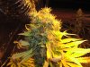 master kush 8 weeks.jpg
